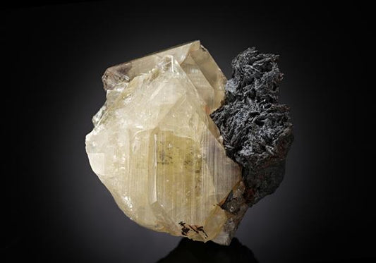 CC13387 specimen image