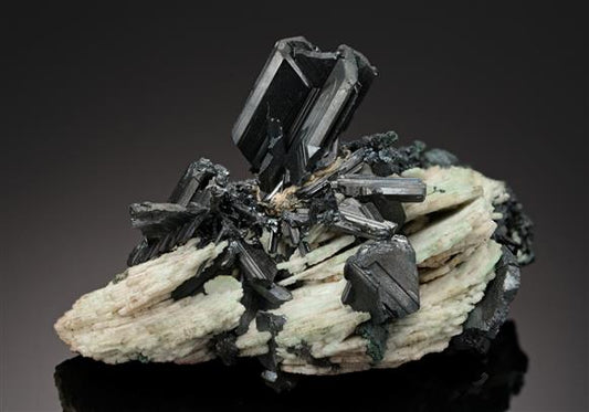 CC13449 specimen image