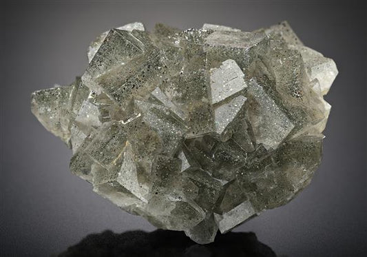 CC13468 specimen image