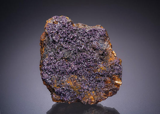 CC13469 specimen image