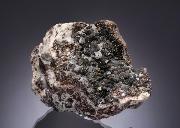 CC13476 specimen image