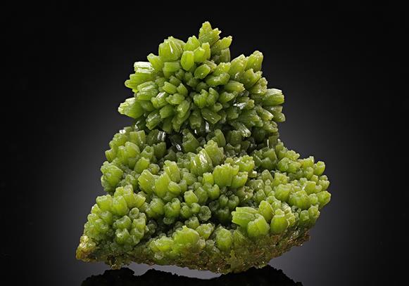 CC13579 specimen image