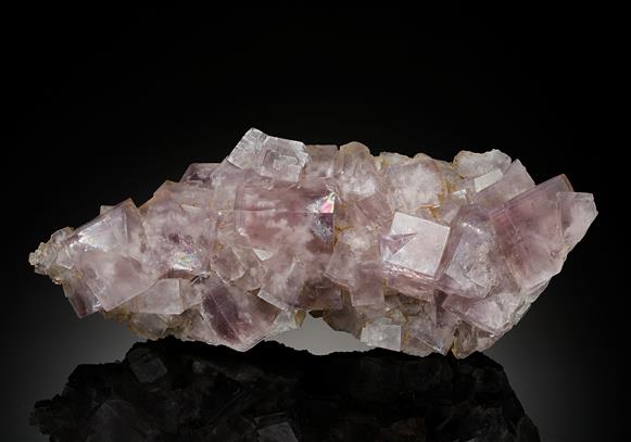 CC13591 specimen image