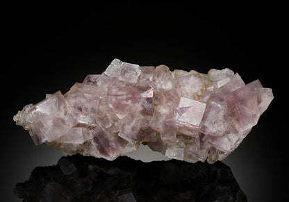 CC13591 specimen image