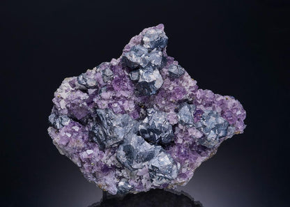 CC13616 specimen image