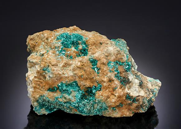 CC13629 specimen image