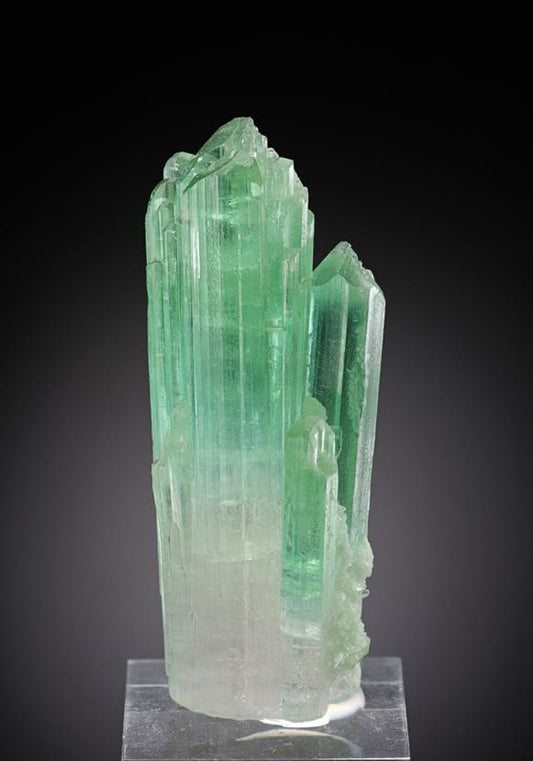 CC13669 specimen image
