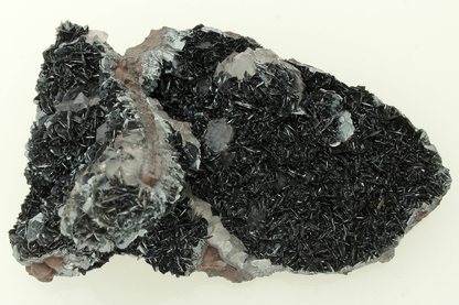 CC13678 specimen image