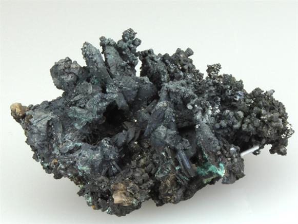 CC1373 specimen image