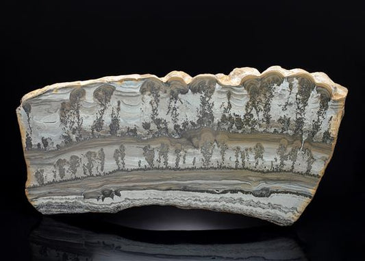 CC13750 specimen image