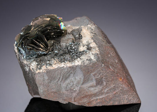 CC13774 specimen image