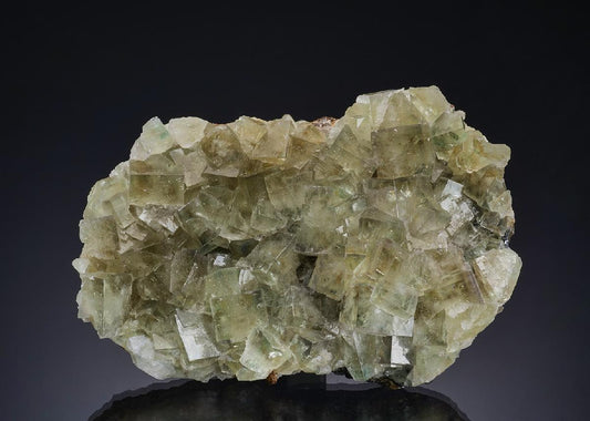 CC13904 specimen image