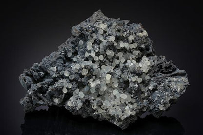 CC14172 specimen image
