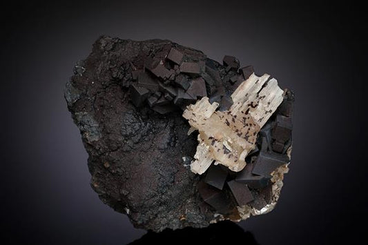 CC14253 specimen image