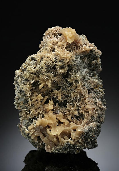 CC14257 specimen image