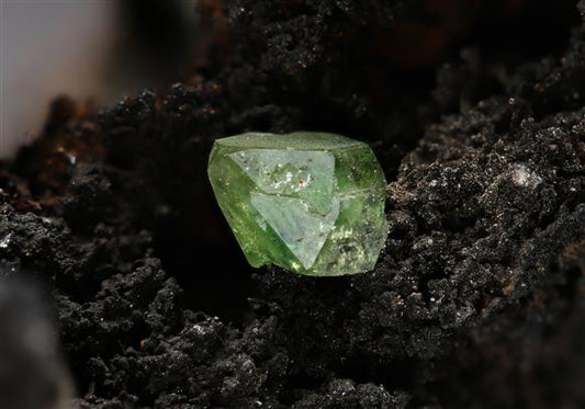 CC14284 specimen image