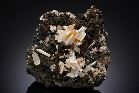 CC14289 specimen image