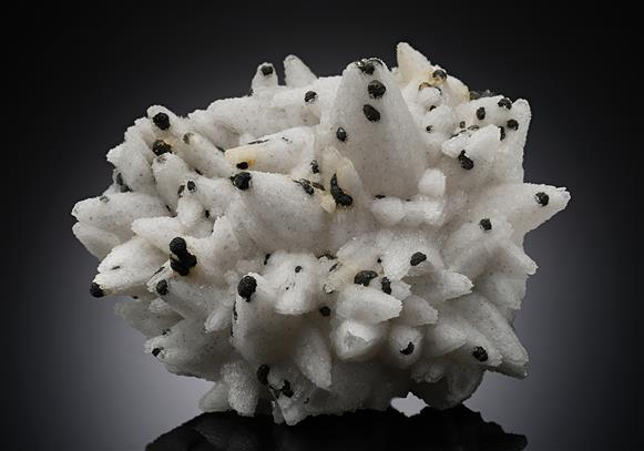 CC14411 specimen image