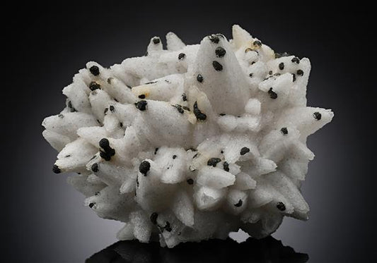 CC14411 specimen image