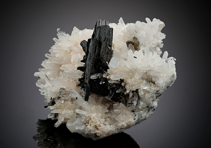 CC14437 specimen image