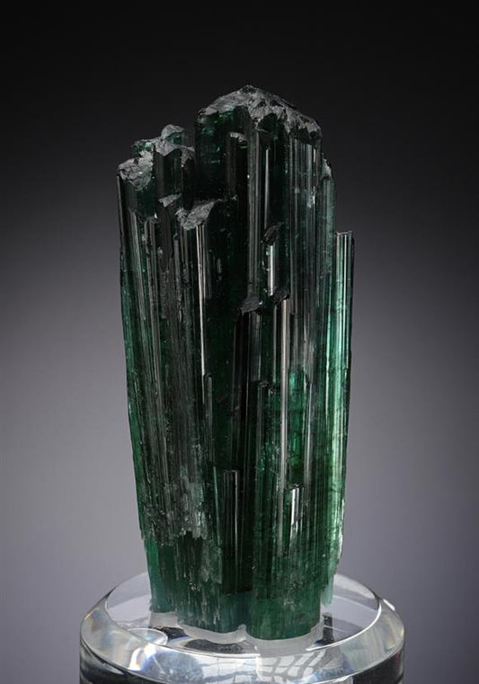 CC14447 specimen image