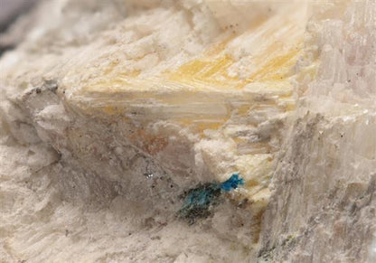 CC14571 specimen image