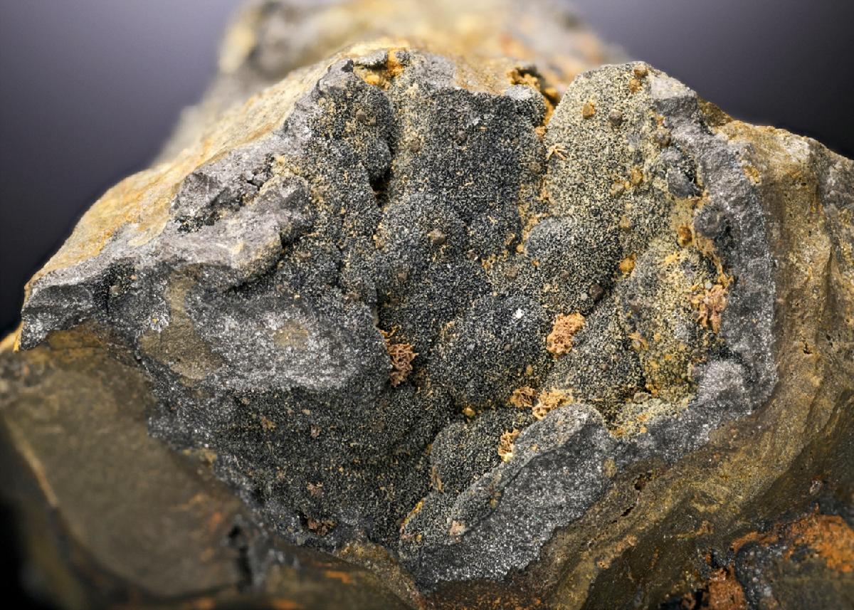 CC14736 specimen image
