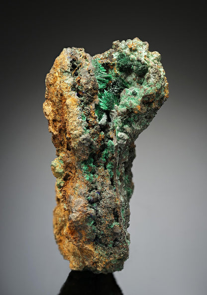 CC14752 specimen image