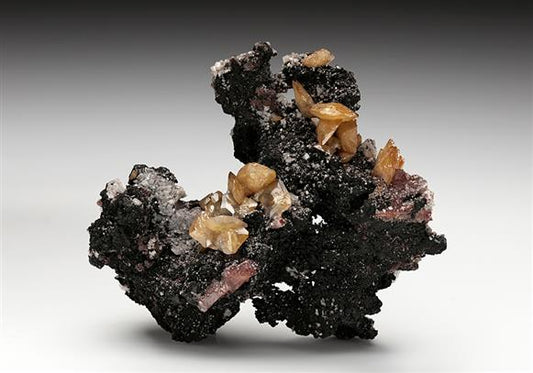 CC14924 specimen image