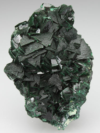 CC1495 specimen image
