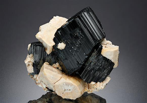 CC14998 specimen image