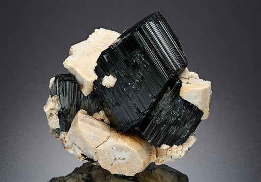 CC14998 specimen image