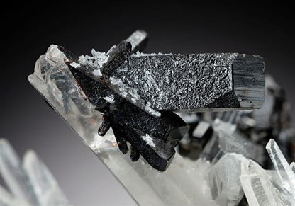CC15146 specimen image