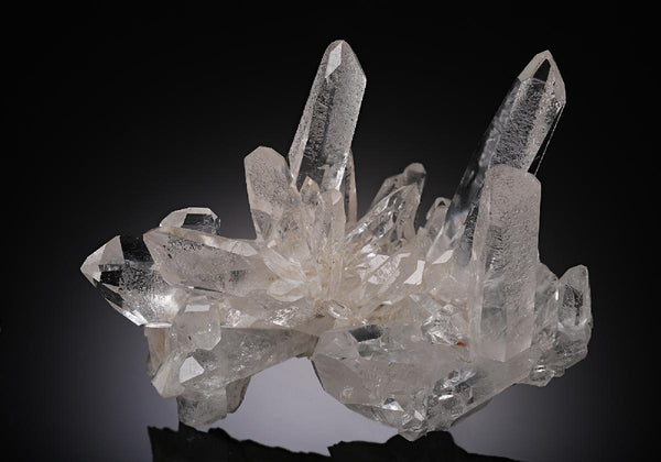 CC15154 specimen image