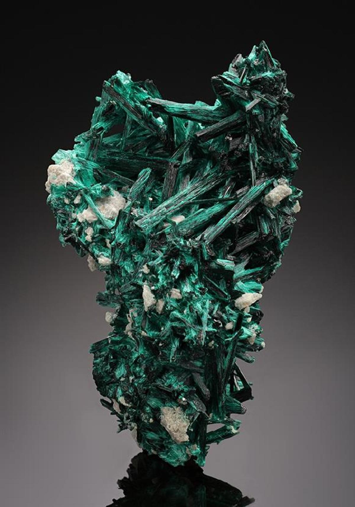 CC15188 specimen image