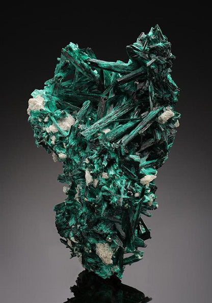 CC15188 specimen image