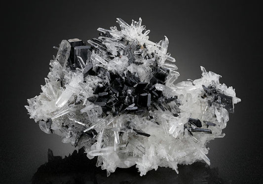 CC15203 specimen image