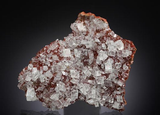 CC15313 specimen image