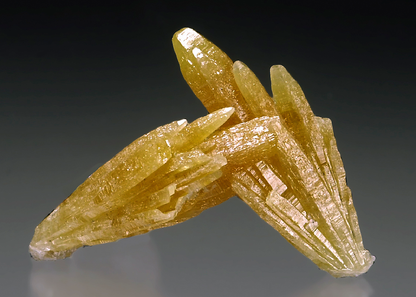 CC15339 specimen image