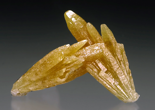 CC15339 specimen image