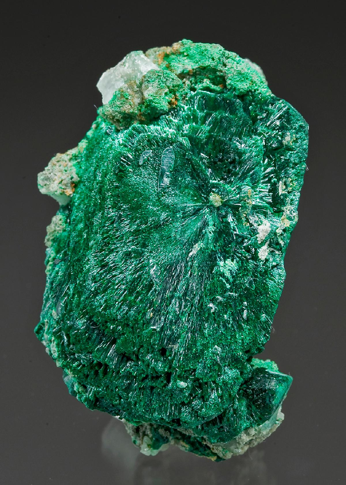 CC15369 specimen image