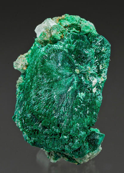 CC15369 specimen image