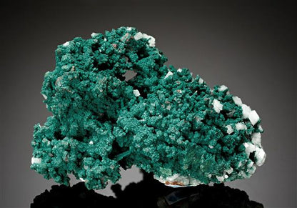CC15403 specimen image