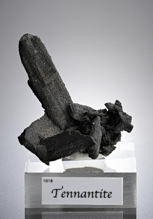 CC15448 specimen image