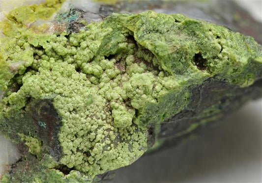 CC15496 specimen image