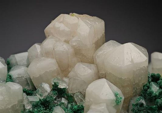 CC15519 specimen image