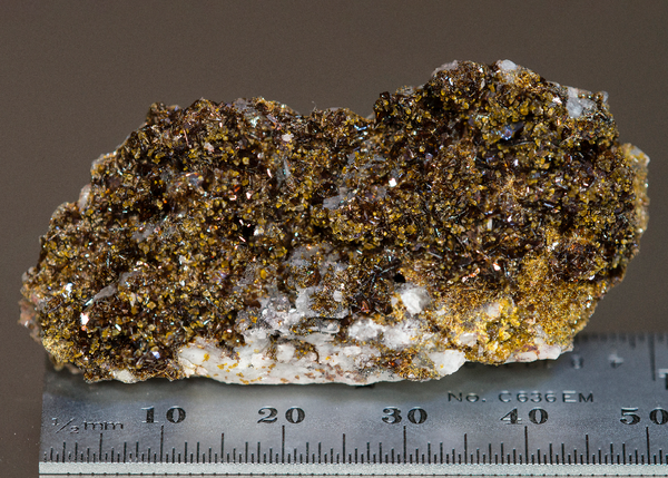 CC15537 specimen image