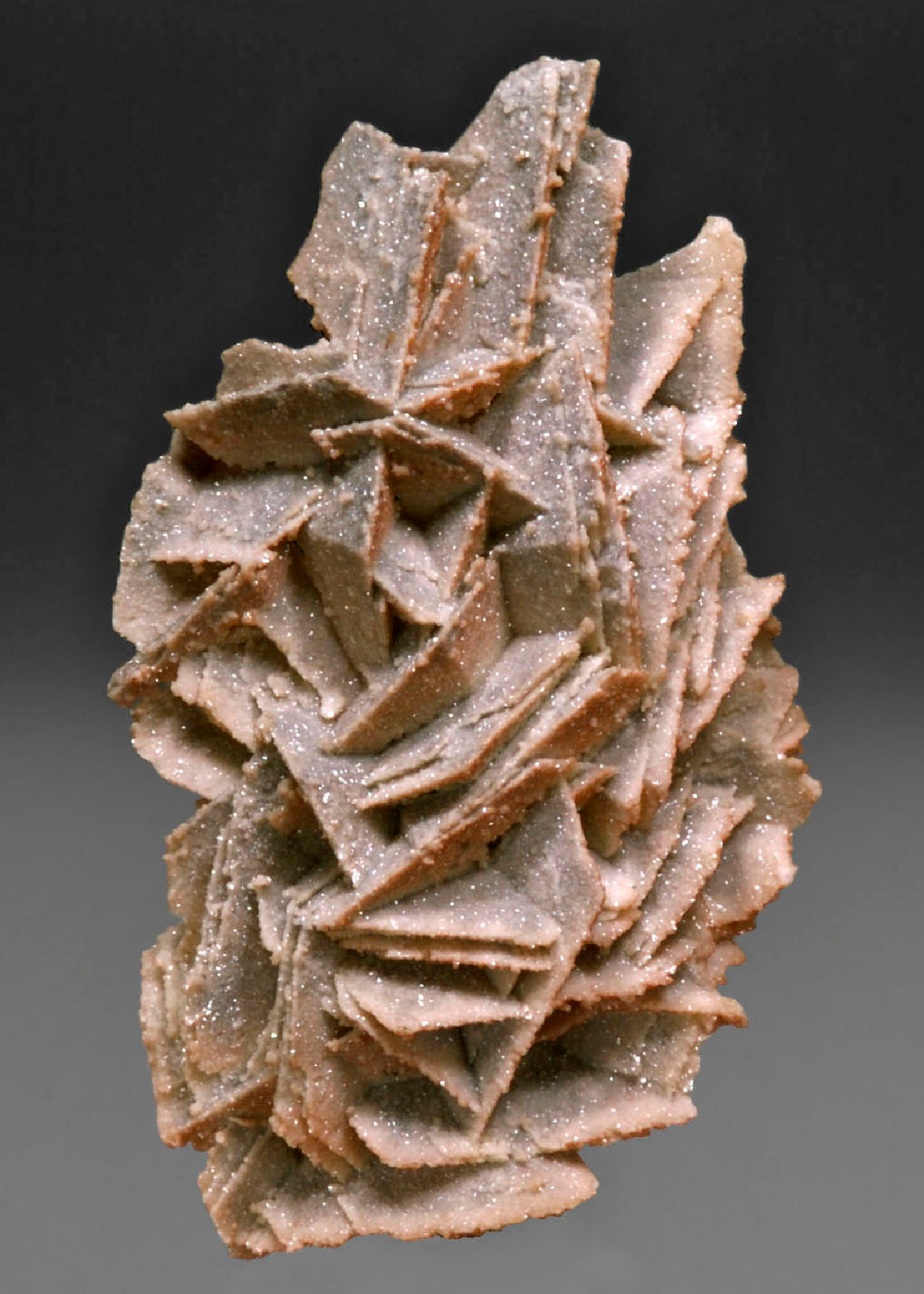 CC15541 specimen image