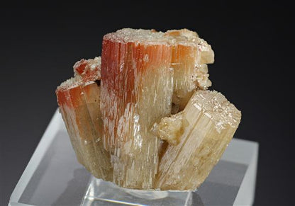 CC15549 specimen image