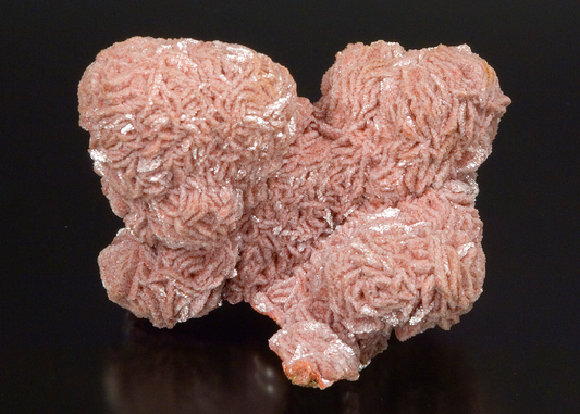 CC15575 specimen image